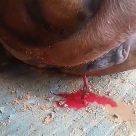 A.I के बाद पशु का ख़ून गिराना | metestrus in cow | treatment #shorts #viral #trending #viralnow #yt