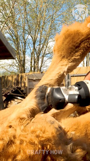 Giving Cute Alpacas a Fresh Cut! | Crafty Panda How