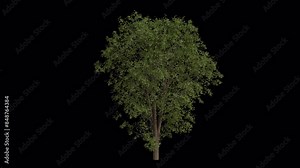 Sycamore Maple Tree blowing in the wind. Wind blows the Acer Pseudoplatanus Tree. Animated maple Tree swaying in the wind with Transparent Background. Alpha Channel. Loop Animation