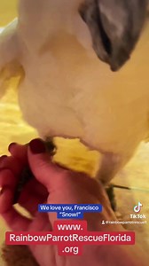 SNOW IS ADOPTED!!!! ❤️🙏🏽❤️ #Francisco #Snow the #UmbrellaCockatoo is such a special boy! He loves the kids, & just loves having attention, & simply being loved!! (ADOPTION PENDING; but we are still accepting applications!) He is definitely an extra special boy, & it’s taking everything in us not to keep him forever!! Sweet “Snow!!” We love you, buddy!!!! Welcome to, @rainbowparrotrescueflorida!! 🌈🦜 You’re another amazing story, & someone is gonna win the jackpot with you!!! We already have w