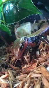 15 reactions · 7 comments | Stunning Fire Skinks on sale 2 for $40 or $25 for one. | Ever Evolving Exotics | Facebook