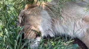 A certain mate of mine (Kim Wolhuter) told me that the moment humans started to wear shoes we lost a vital connection with Mother Nature, as her electromagnetic fields we’re meant to receive are insulated. So I tried reconnecting by going barefoot and I must tell you, it felt incredible. The smell was so bad Meg passed out! 😂. What I did notice is that felt more! And I’m not talking about the pesky thorns in my feet, but a tingling feeling and more sensations. I also watched more carefully wher