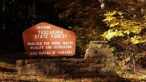 Rangers shut down biggest pot garden in state forest history