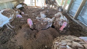 4.5K views · 256 reactions | I think they appreciate my hard work. Bourbon red turkeys | Cajun Creek Farm | Facebook