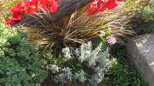 Town Honours War Dead Through Hand-made Poppy Art Installation 268 Poppies: 268 People Following extensive research, archivists at Teign Heritage has been able to identify 268 men from the local Teignmouth and Shaldon area who were killed in action in World War One. As part of the 100 year commemorations of the Great War, local artist Amy McCarthy has been holding workshops with children and families and older people in the local area to make a paper poppy for each of these men. The project has 