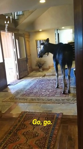 A moose on the loose about this hoose. | Metro