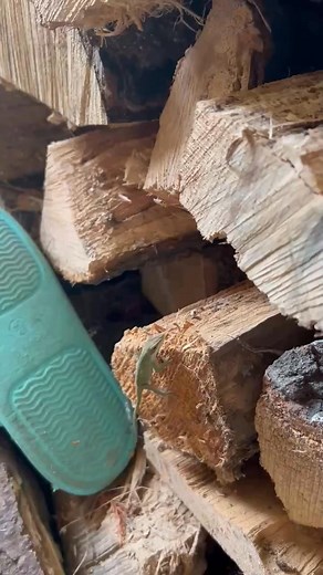 Anole in the plant room. Hope he goes back outside. #Bug eater. #Color changer. #Hitchhiker. | Elizabeth Mullet