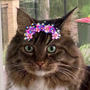 Our mission this weekend is to find Esmeralda a home. She loves pats and riding on your shoulder 🥰. Call Ingrid to discuss 0417 360 700. Meet Beautiful Esmeralda Can’t adopt? Please share Esmeralda is desperate to find her family, she’s finding shelter life a little challenging with so many cats to compete for pats with. Esmeralda is a sweet young girl she loves pats and doesn’t mind a ride around on your shoulders if it means a little more attention. Esmeralda has struggled with some of the mo