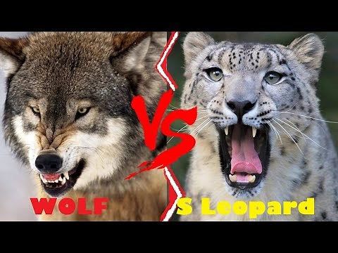 Grey Wolf VS Snow Leopard || Wolf VS Snow Leopard Who Would Win
