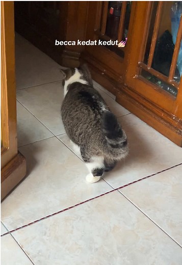 Kucing Kedat Kedut: Video Lucu dan Menggemaskan