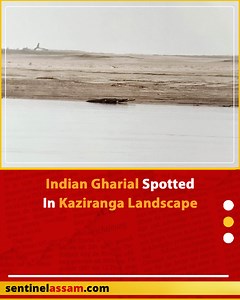 The sighting of a female Indian Gharial in the Brahmaputra river has been hailed by many conservationists. The reptile was thought to be extinct several years ago in the region. The sighting of a female encourages the idea of the return of the species in the river. It must be noted that this is the third consecutive year when the species was photographed after it was not seen for more than half a century. Gharials were spotted in the sand bars of Brahmaputra river. The image was captured by TSA 