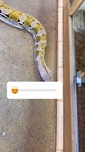 1.4K views | The Reptile Zoo on Reels | Facebook