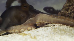 Those hundreds of powerful suckers on octopus arms do more than just stick. They actually smell and taste. This contributes to a massive amount of information for the octopus’s brain to process, so octopuses depend on their eight arms for help. | New Mexico PBS