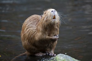 21K views · 494 reactions | Happy Canada Day weekend! We salute our national animal, the hardworking beaver!  | Love Nature | Facebook