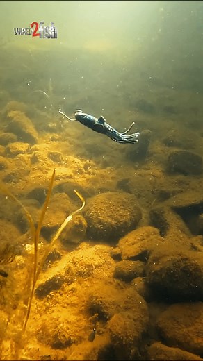 Would you drop shot a tube? #underwatervideo Savage Gear Americas | Wired2Fish