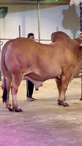 42K views · 1.1K reactions | Nabil Agro on Reels | Facebook