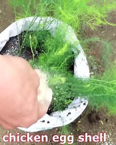 How to grow asparagus in a bag at home very easy for beginners | Home & Garden | Facebook