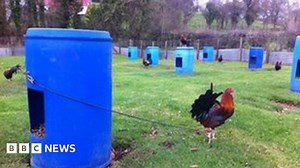 Cock-fighting investigation: Birds seized in County Fermanagh