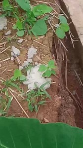 31K views · 275 reactions | Le billet est bien du Lot arrive dans la maison venez vous fait belle ici Paloma Hair 655088540 en passant toi si sur la vidéo  la dernière fois c'était peut-être ton grand-père maintenant toi-même tu es là c'est ce qu'on verra je n'ai aucun droit sur la musique | Oxygene le beau goss | Facebook