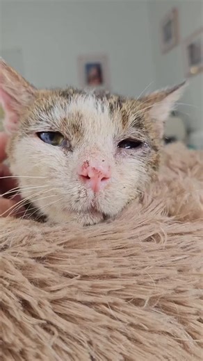 catrescuertr on TikTok