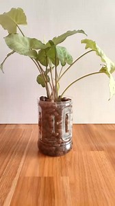 2.3K views · 26 reactions | Syngonium propagation in leca 華 #propagationtips #succulentpropagation #reelstrending #addsonreelsmonitazation #plantitasandplantitos #reelsfacebook #plantitosandplantitas #plantitamanila #cctoowner #followers #plantitasLife #plantslover #highlights #followers #plantitasandplantitos #highlights #propagationsuccess #reelsviralシfb #reelsfacebook #reelsvideoシ #reelstoreelsengagement | Harden sa Siyudad | Facebook