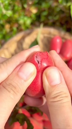 Dunal Fruit (Uvaria Rufa) Dunal/Uvaria Rufa is a woody, climbing shrub, commonly known as Susung-Kalabaw or Torres Strait scrambler, of the plant family Annonaceae. Native to Thailand, Laos, Cambodia, Vietnam, Malaysia, Indonesia, and the Philippines. The orange-red-yellow fruits have a granular, pleasant sweetish flesh. #fruits #fruits #fruitplant #exotıcfruits #fruitplant #fruitplantnursery #fruitplant #nature #naturephotography #uvaria #uvariarufa #annona | Veliyath Gardens