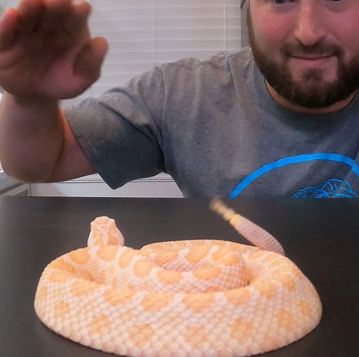 Rare Albino Rattlesnake! with miles_exotic_reptiles from Instagram | Wild Charles