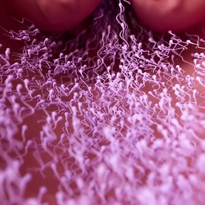 La fecundación es el proceso bioquímico en el que un espermatozoide se une a un óvulo para formar un cigoto. Este proceso implica varios pasos clave como ser: > Capacitación del espermatozoide: Cambios bioquímicos en el espermatozoide que lo preparan para fertilizar el óvulo. > Unión al óvulo: El espermatozoide atraviesa las capas que rodean al óvulo y se une a la zona pelúcida. > Reacción acrosomal: Liberación de enzimas del espermatozoide para penetrar la zona pelúcida. > Fusión de membranas: 