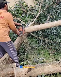 29K views · 116 reactions | Keahlian tukang chainsaw memotong kayu | Salwa vlog | Facebook