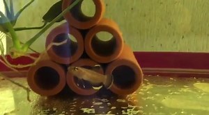 Pair of wild Betta Albimarginata | BGM Aquatic Imports & Trading