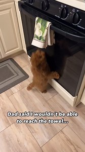 Leave a heart ❤️ if you love poodles | Adopt A Perfect Paw
