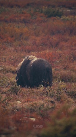 5.2K views · 159 reactions | Musk Ox Eating Grass #ox #wildlife #nature #grass #graceful Video ID: HA62755 #muskox #bull #eat #grass #wild #autumn #ovibosmoschatus #dovre #field | HAWI Studios | Facebook