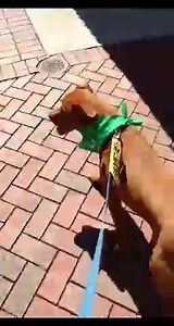 Friends of the Shelter - Iredell County on Reels