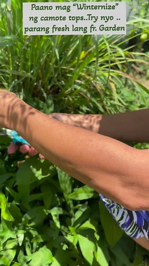 355K views · 2.2K reactions | # paano mag westernize ng camote tops# para mayroon kang produce sa winter.# umpisahan na ngayon. | Lani Gabucayan Gardose Cornelio | Facebook