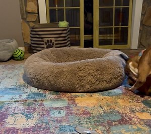 Blue Ridge Boxer Rescue on Reels