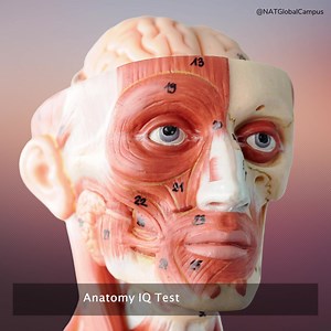 20 reactions | Ready to test your anatomy knowledge? Look no further than the Anatomy IQ Test! It only takes 2-4 minutes to complete and is completely free to enter. Plus, every month, sponsored prizes are up for grabs. Don't miss your chance to flex your anatomy expertise and win big. Visit www.nielasher.com/anatomy to take the test today! #muscletherapy #anatomy #onlinelearning #natglobalcampus #winning #winningmindset | NAT Global Campus | Facebook