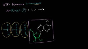 АТФ: аденозинтрифосфат