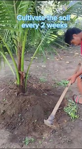 🌴How to take care of our dwarf coconut trees🌴 Simple and easy steps to take care of our trees specially dwarf coconuts.🌴🌴🌴 Watch, like and share our videos.📹📹📹 #giemelsqualitydwarfcoconutseedlings #dwarfcoconuts #ThankYouLord | GIEMEL’s Quality Dwarf C0c0nut Seedlings