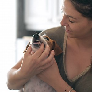 Does your pet enjoy having their teeth brushed? 🦷🐕🐈🧐 Regular brushing with toothpaste is key to combating plaque and tartar buildup in your furry friend's mouth. Virbac's C.E.T.® toothpaste is specially formulated with poultry or malt flavours, ensuring it's not just effective but also enjoyable for your pet. C.E.T.® Enzymatic Toothpaste: 🦷 contains a Dual-Enzyme System to prevent plaque and keep your pet’s breath fresh 🦷 is safe for dogs and cats to swallow with no foaming agents 🦷 comes