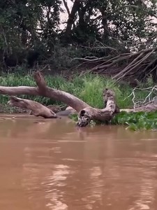 Two jaguars hunting a crocodile!  #WildlifePredation #JaguarVsCrocodile #NatureDrama #RiverHunt #PredatorTeam | Himalayadiary.com | Facebook
