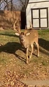 8.7K views · 135 reactions | Look at the rack on this deer! #deer #deerhunting | Shane Man TV | Facebook