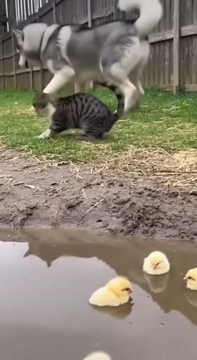 Curious Cat Watches Chicks by the Muddy Pool… Until a Sneaky Husky Turns Curiosity into Chaos 😂 100% AI-generated video made purely for fun and laughs! Every moment is digitally created — no real animals, babies, or people involved. 🐾 Enjoy, share, and spread the smiles! 🚫 No reuploads. #AIreel #AIfunny #AIanimals #AIfun #CreativeAI #AIvideo #AImagic | Wagon Waltzes