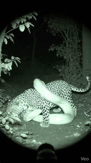 Leopard vs Python