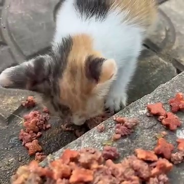 3.5K views · 770 reactions | cute baby kitten ❤️ | The Gohan And Cats | Facebook