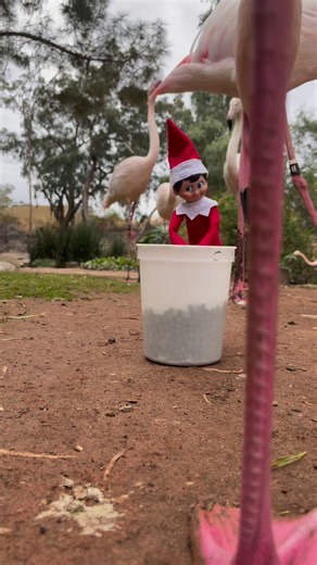 11K views · 192 reactions | Elfie got to check feeding the flamingos off of his bucket list | Phoenix Zoo | Facebook