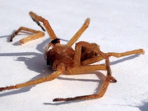 Araignée venimeuse dans ses bananes