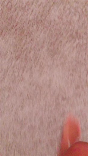 paw._.apollo.101 (@paw._.apollo.101)’s videos with paparazzi - Nick&Sienna🌹