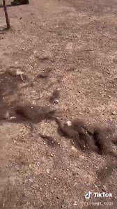 Say hello to snowy our pony and our 3 lovely donkeys Mable, Nadia and Mack 🥰 | The Meadows Wildlife Park