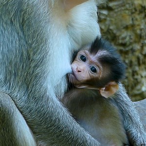 5.4K views · 167 reactions | Cute Small Baby Look So Tired Sleep Getting Milk From Mom殺 | Baby Lion | Facebook
