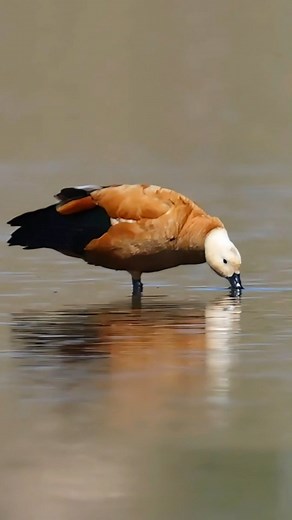 wild bird photography #harmony between man and #nature #lake #capturemoments #duck #instagram #explore #birdlovers | Bird Lovers